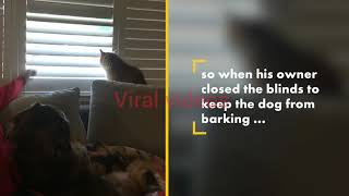 Defiant cat shows dad who’s boss