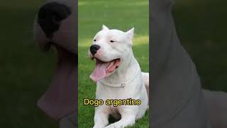 15 cães considerados os mais perigosos. #euamoanimais #animais #shortvideo