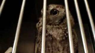 Skeeter the Owl