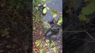 Man drops phone next to alligator 🤯