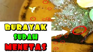 BREEDING CUPANG HIAS (red koi galaxy X line Avatar & nemo galaxy X line Avatar) Part 4