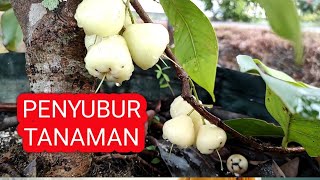 Baru tahu buah-buahan ini bisa menyuburkan tanaman