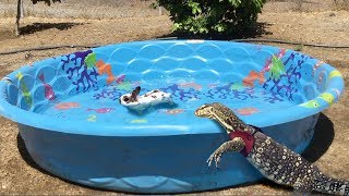 Lizard finds Animal in Pool, Jumps In and Eats It