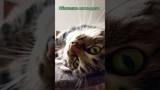 🐱 котэ не умеем обижаться #love #music #cat  #смешнойкот #приколы #котик