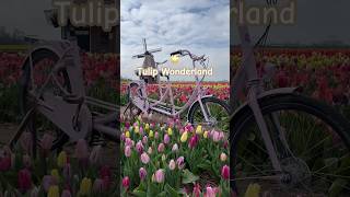 Tulip Wonderland | #tulip #holland #shorts #shortvideo #beautiful #colourful  #explore #flowers