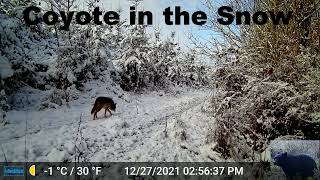 Coyote Walking in the Snow