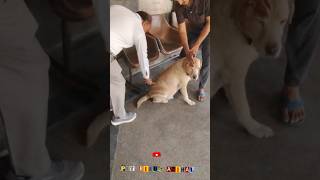 इंजेक्शन कैसे लगाते हैं| #dog #vaccination #petcare