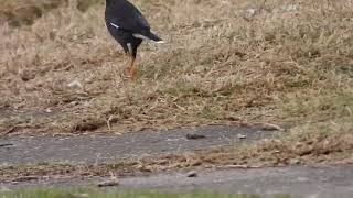 Great Myna and Common Myna, Tenzing village, Arunachal Pradesh, March 2024