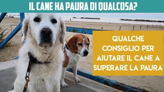 Il vostro cane ha paura di qualcosa? Qualche consiglio su come affrontarla #educareilcane