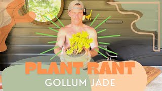 How to Care Fo Gollum Jade - Plant Rant