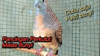 Pancingan kutut lokal Gacor