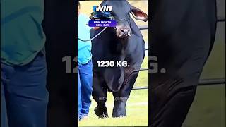 belgium bull | सबसे ताकतवर जानवर 😱#shorts #fact #knowledge #animals