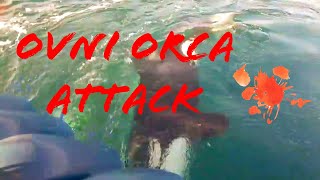 OVNI ATTACKED BY ORCA's