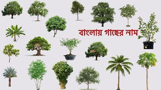 Bangla Tree Name | বাংলায় গাছের নাম | গাছের নাম | বাংলা ভিডিও | Tree Name