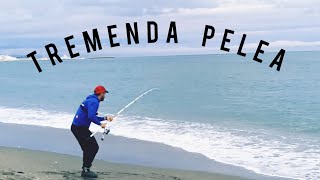 PESCA SURFCASTING BUENA BATALLA CON BUENA CAPTURA JORNADA DE TARDE NOCHE SURFCASTING