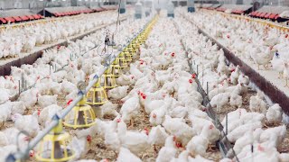 Bird Flu Cases Rise in U.S., Canada Detects First Human Case