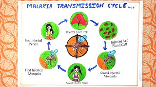 Malaria Transmission Cycle Chart Drawing/ How to Draw Malaria cycle/ 25th April Malaria day drawing