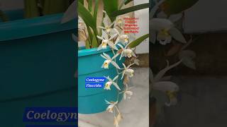 Best Online Nursery of India "Shree's Plant Collection" WhatsApp: 8653098047 #orchids #ytshorts