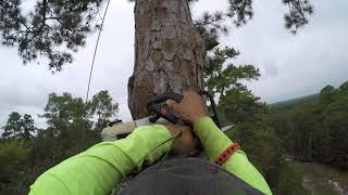 Cutting a tall pine top I GoPro (before the drop) I Houston , Texas | #shorts #short