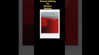 Ponceu staining for Western blotting