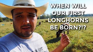 When Will Our First Texas Longhorn Calves Be Born?!?