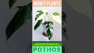 #Beautiful Money Plants | Pothos Epipremnum - Part 1 | #houseplant #garden