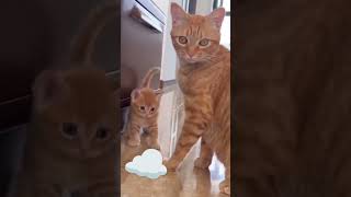 #cute little kitten🐱 n mom cat