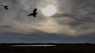 DC Pheasant Release