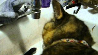 Sink Kitty