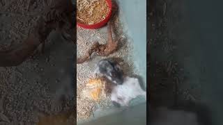 hamster berebut makanana #hamster #lucu #imut #peliharaan #reels  #fyp