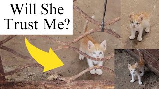 Abandoned Kitten Too Scared to Trust: My Attempt to Feed Her