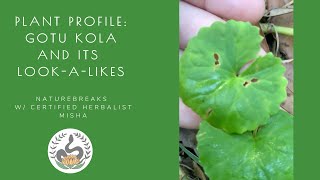 Plant Profile: Gotu Kola and its look a likes; how to identify gotu kola