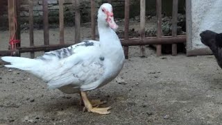 duck breeding in the village