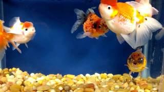 Pearlscale and Butterfly Tail Goldfish from NextDayKoi.com