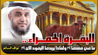 الشيخ نواف السالم 🎙️ لماذا يريد اليهود البقرة الحمراء الآن ؟! 🤔 وما هي قصتها ؟!!🔴بث مباشر