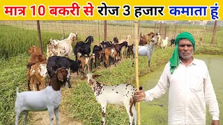 मात्र 10 बकरी से रोज 3 हजार की कमाई | Kisan Ka Safal Bakari Farm #Goatfarming