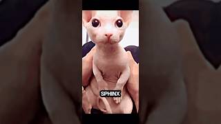 Sphynx Cat…#facts #funfacts #shortfacts #interestingfacts #foryou #randomfacts #fyp