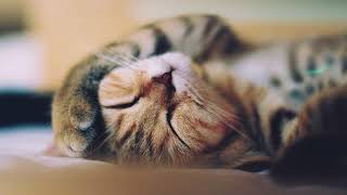 Calming Music for Cats 😻 Perfect for Sleep & Relaxation