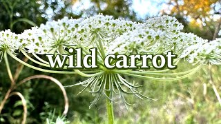 Wild carrot