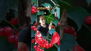 split cranberries #cranberries #fruit #funplay #short