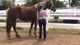 "Dear Future Owner" Reba 'Sale Ad' Video Project