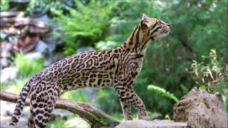 Ocelot Biogeography