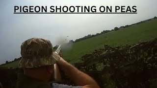 PIGEON SHOOTING ON PEAS