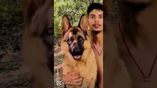 German shepherd dogs are best companions in the world......#viral #chalomohanbgm #trending .....