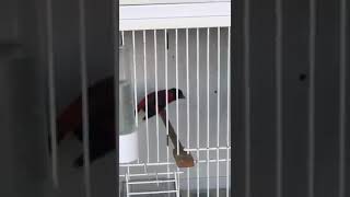 #so #beautiful red siskin singing 😍please like comment subscribe share follow me, thanks.