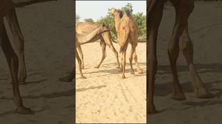 Bull camels checking female#youtubeshorts