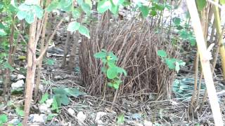 Fawn-breasted Bowerbird at Zoo Miami