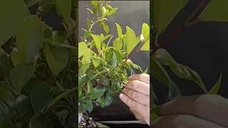 Ficus, primer pinzado de la temporada, relax, próximo video #bonsai