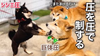 圧を圧で制する柴犬が可愛いw