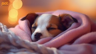 Dog Music: 24 HOURS | Deep Sleep Relaxation Melodies to CALM YOUR DOG #47